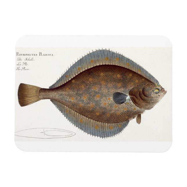 Plaice (Pleuronectes Platessa) plate XLII from 'Ic Magnet (Horizontal)