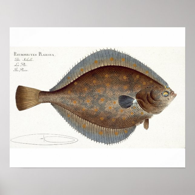 Plaice (Pleuronectes Platessa) plate XLII from 'Ic Poster (Front)