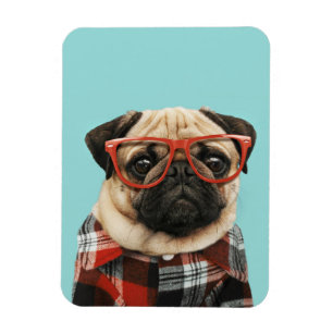 Plaid Shirt Pug Magnet