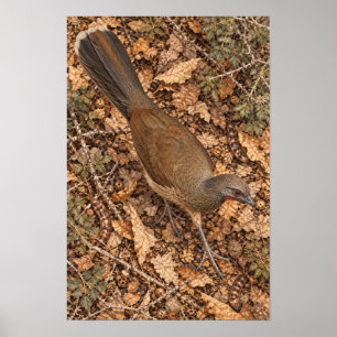 Plain Chachalaca in Forest Leaf Litter Rio Grand Poster