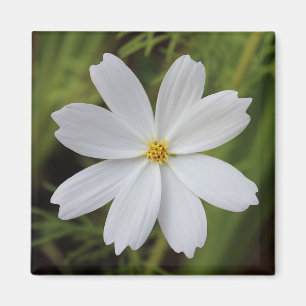 Plain White Beauty Magnet