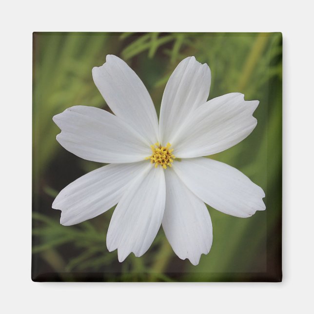 Plain White Beauty Magnet (Front)