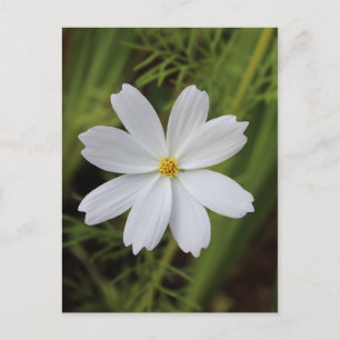 Plain White Beauty Postcard