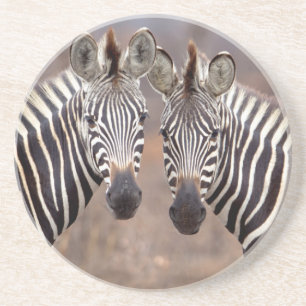 Plain Zebras, Kruger National Park Coaster