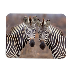 Plain Zebras, Kruger National Park Magnet