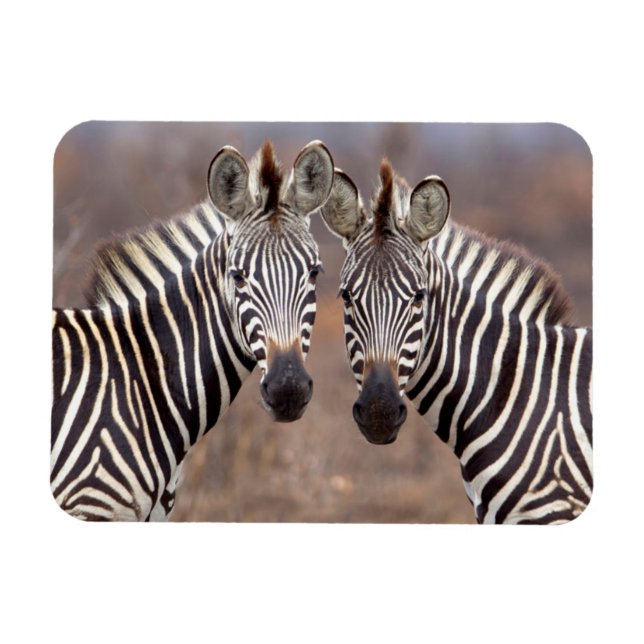 Plain Zebras, Kruger National Park Magnet (Horizontal)