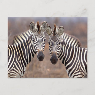 Plain Zebras, Kruger National Park Postcard