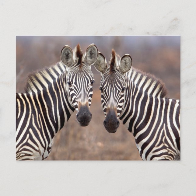 Plain Zebras, Kruger National Park Postcard (Front)