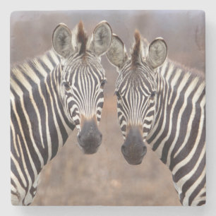 Plain Zebras, Kruger National Park Stone Coaster