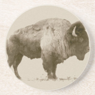 Plains Bison Coaster