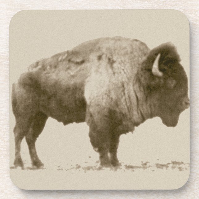 Plains Bison Coaster (Front)