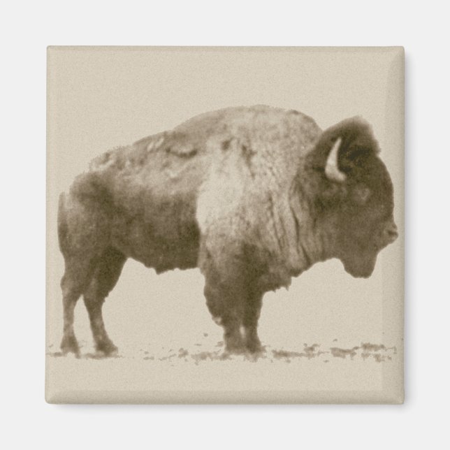 Plains Bison Magnet (Front)