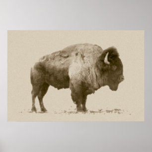 Plains Bison Poster