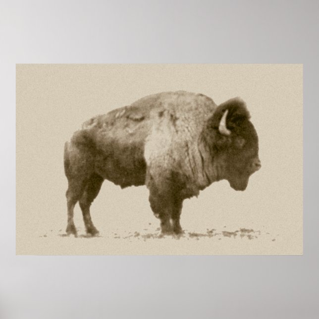 Plains Bison Poster (Front)