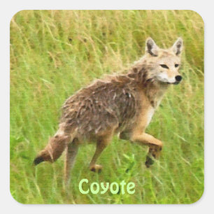 Plains Coyote Wildlife Animal Art Square Sticker