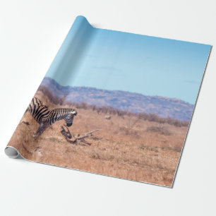 Plains zebra in Kruger National park, South Africa Wrapping Paper