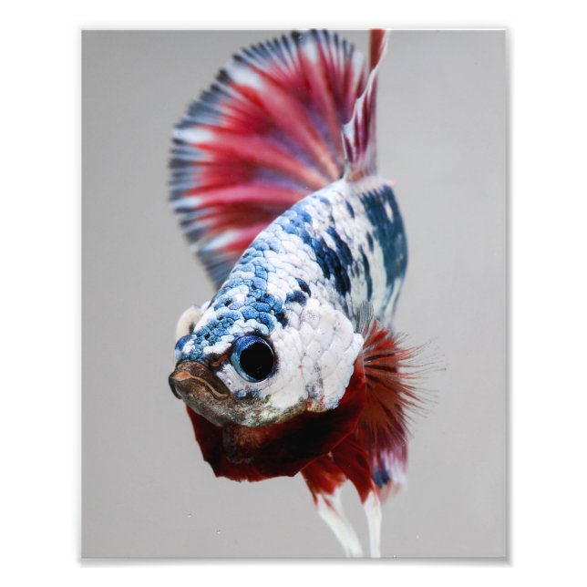 Plakat Betta Fish Photo Print (Front)