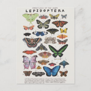Planche papillon postcard