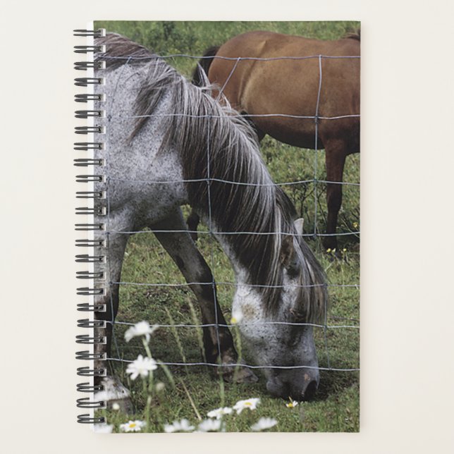 Planner Horse Photo Equine Grazing Horses (Front)