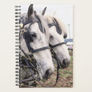 Planner Horse Photo Equine Percheron Tandem
