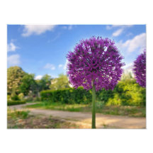 Plant Allium Photo Prints 