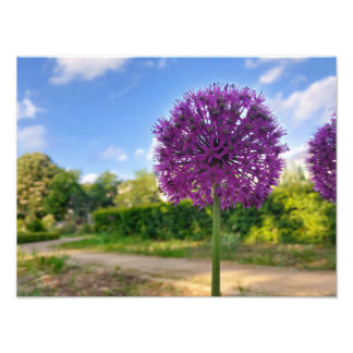 Plant Allium Photo Prints 