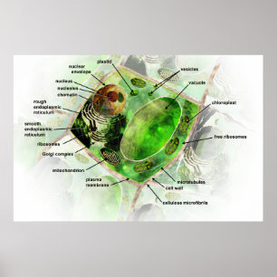 Plant cell poster