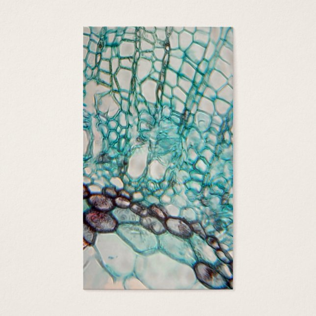 plant cells micrography (Front)