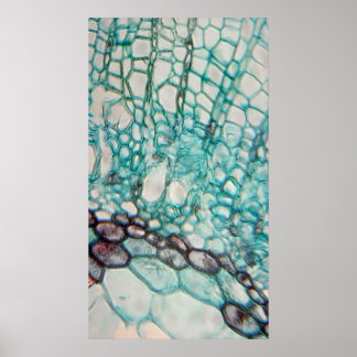plant cells micrography poster