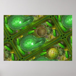 Plant Cells poster