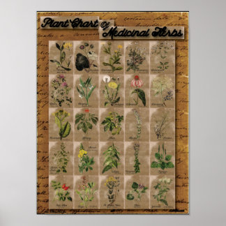 Plant Chart of Medicinal Herbs 1  24" x 20"