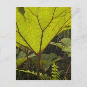 Plant detail at a botanical garden, Ecuador 2 Postcard