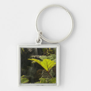 Plant detail at a botanical garden, Ecuador Key Ring