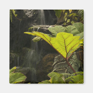 Plant detail at a botanical garden, Ecuador Magnet