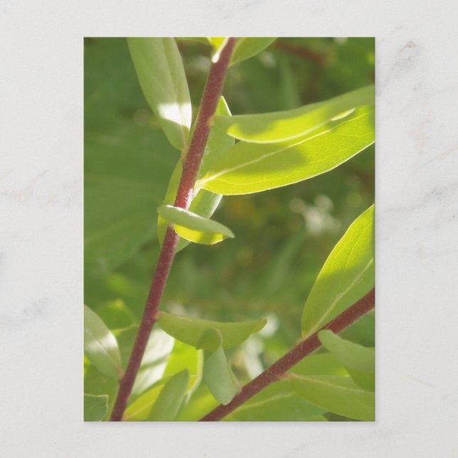 Plant Detail Postcard (Front)
