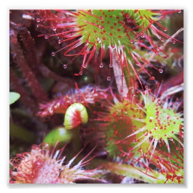 Plant Drosera rotundifolia Photo Print (Front)