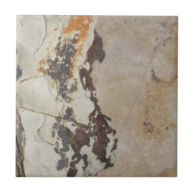 Plant Fossils from Fossil, OR Interesting Rocks Tile (Front)