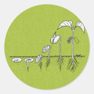 Plant Germination Illustration Classic Round Sticker