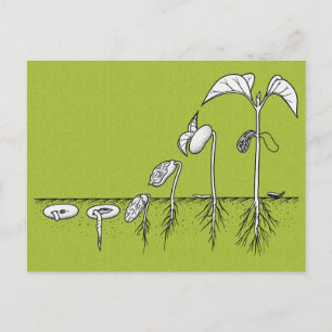 Plant Germination Illustration Postcard