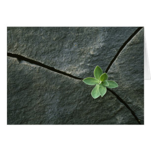 Plant Growing in Cracked Boulder