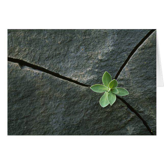 Plant Growing in Cracked Boulder (Front Horizontal)