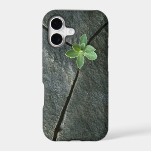 Plant Growing in Cracked Boulder