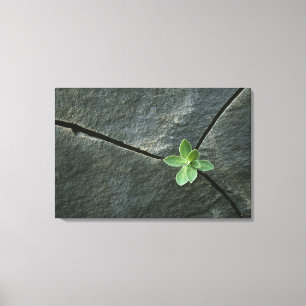 Plant Growing in Cracked Boulder Canvas Print