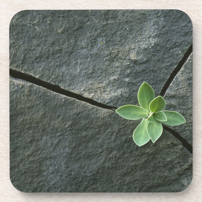 Plant Growing in Cracked Boulder Coaster (Front)