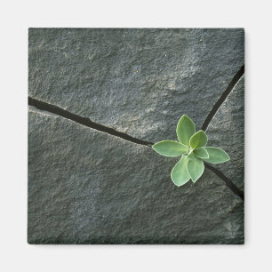 Plant Growing in Cracked Boulder Magnet