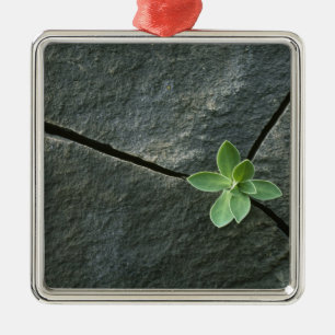 Plant Growing in Cracked Boulder Metal Tree Decoration