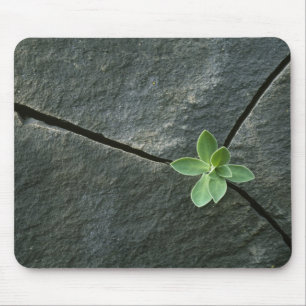 Plant Growing in Cracked Boulder Mouse Mat
