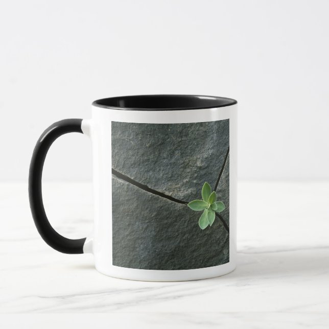 Plant Growing in Cracked Boulder Mug (Left)