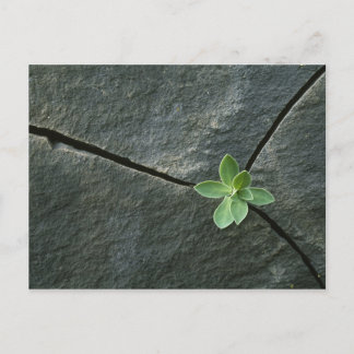 Plant Growing in Cracked Boulder Postcard