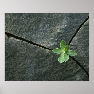 Plant Growing in Cracked Boulder Poster